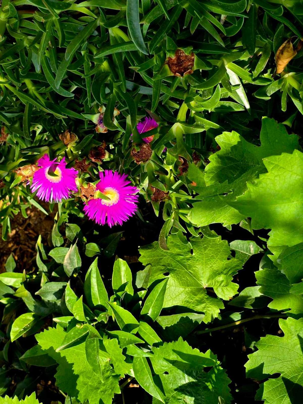 Philoxenia Guest House Himare Luaran gambar